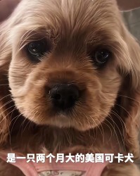开云-河北偷狗女子社会性死亡：人被拘了，名声臭了，更恶心的还在后面